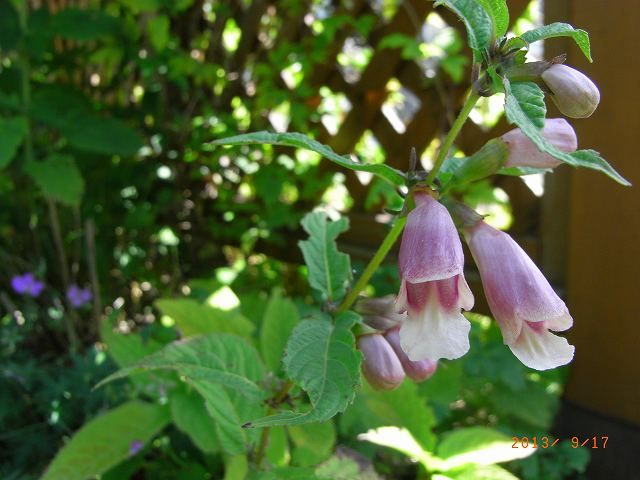 野草の花１０７