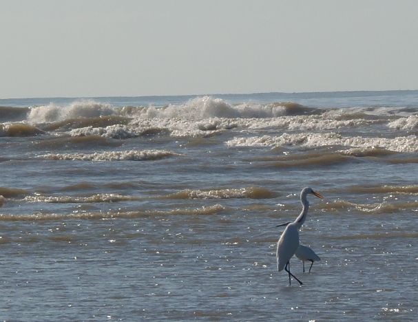 砂浜海岸にて・・・ウォーキング２２４日目