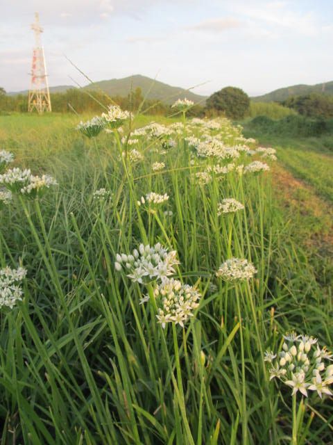 田んぼでは赤と白の競い合い