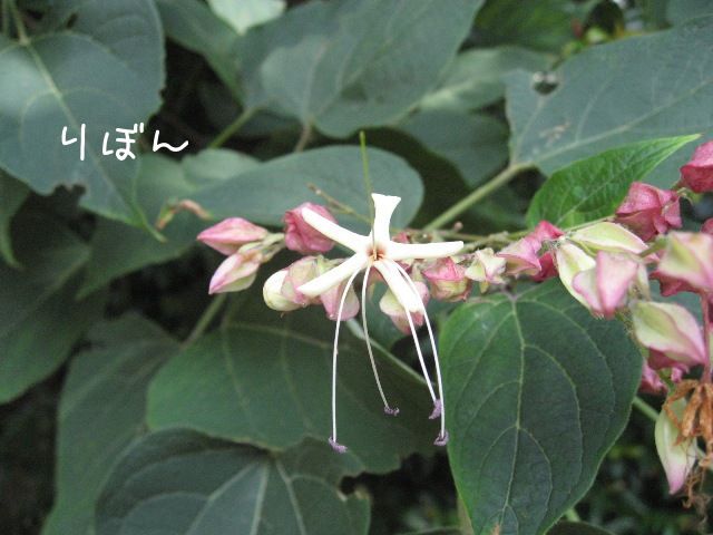 この花　何かしら？　クサギ？