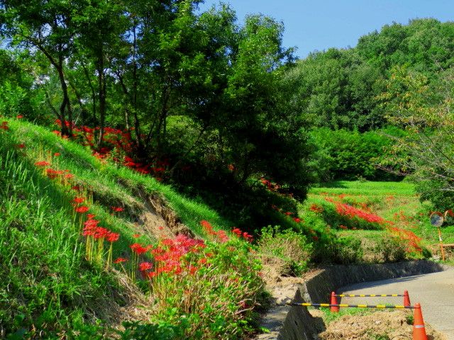 明日香村の彼岸花