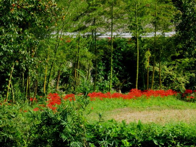 明日香村の彼岸花