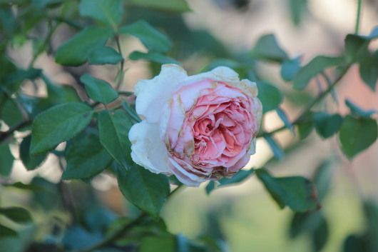 バラは花びらが傷んじゃって