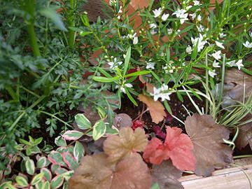 秋の寄せ植え