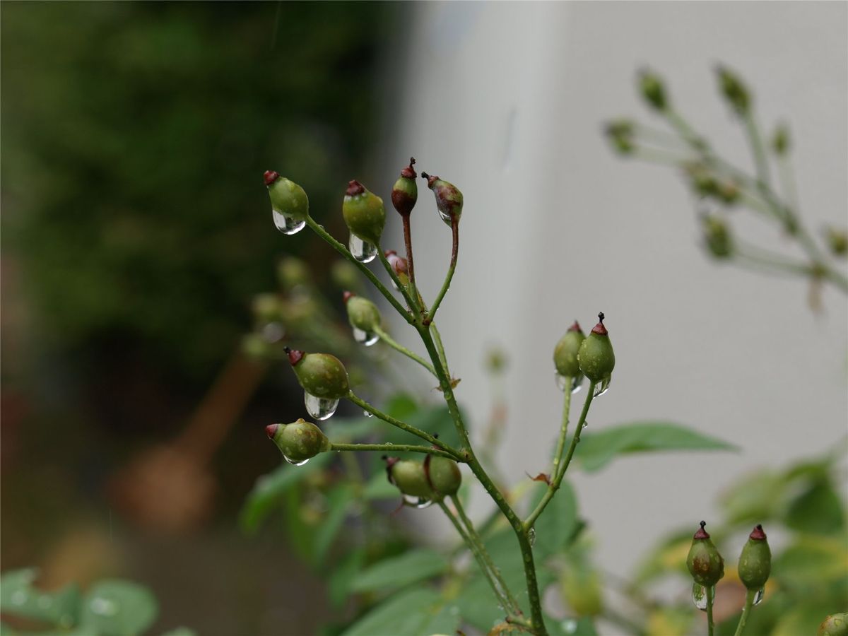 今日は、一日、雨