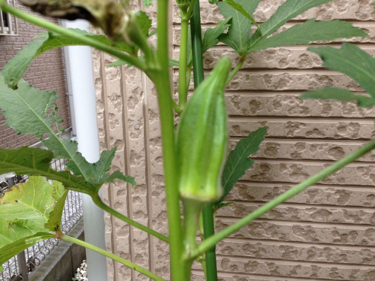 夏野菜の最後の頑張り