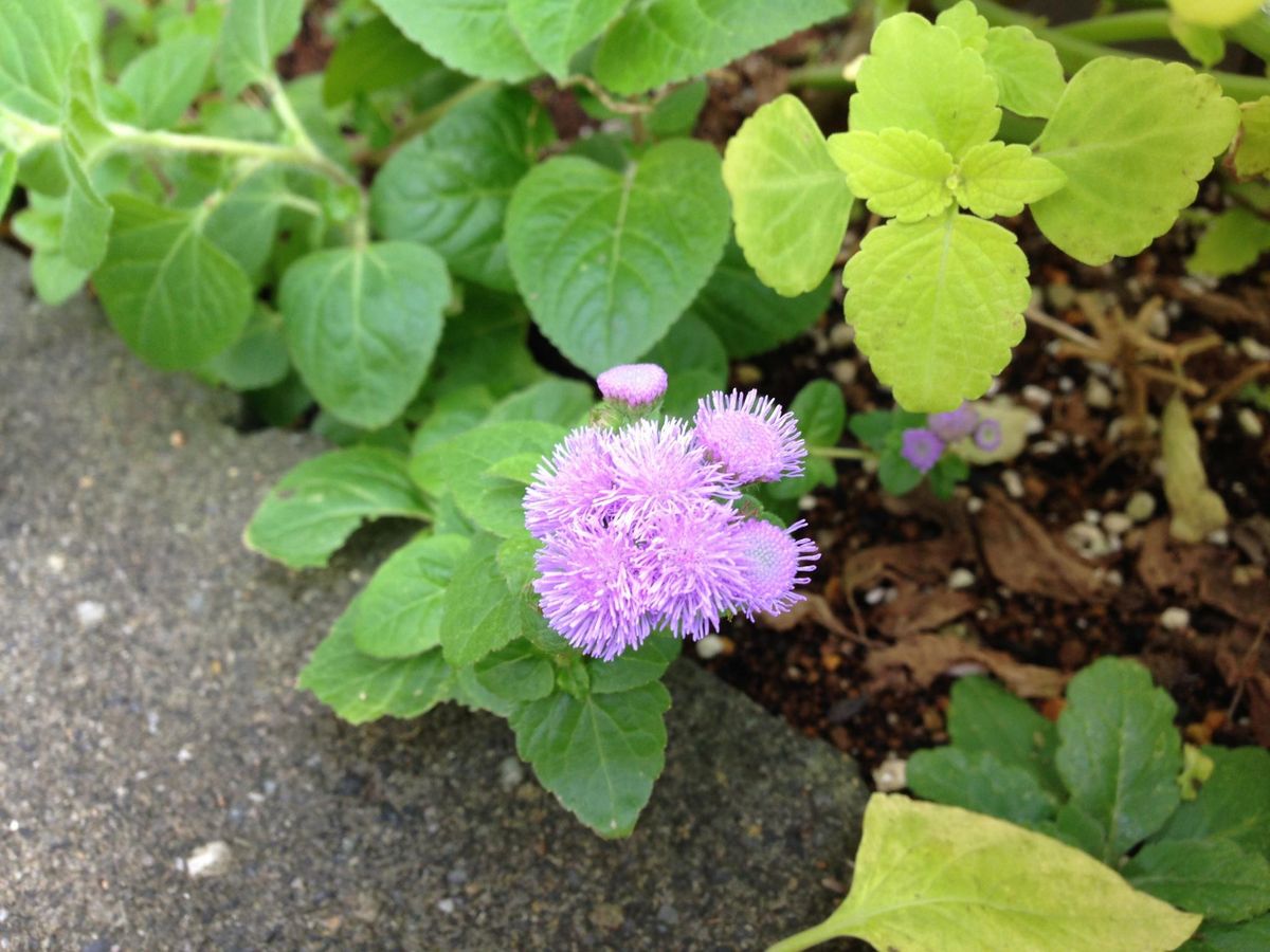 早速の植え替え。