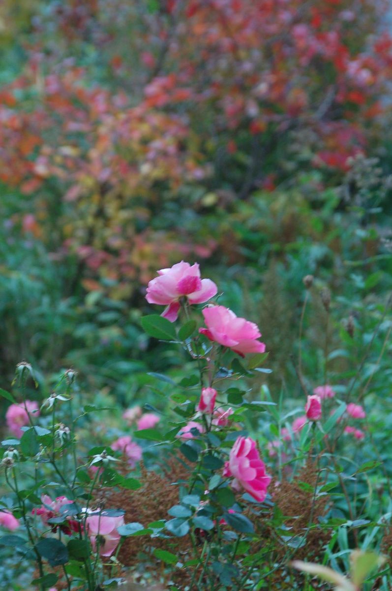 そろそろ紅葉は終わりです