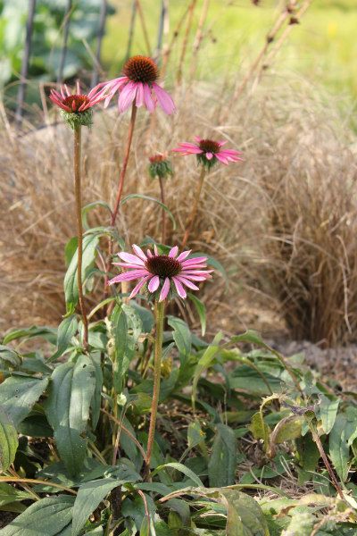 １１月の荒れ地ガーデン