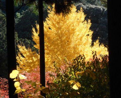 紅葉とイルミネーション。