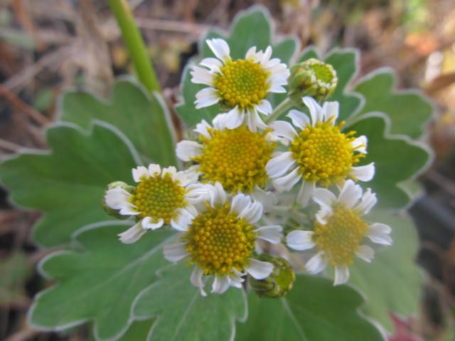 庭に咲いている草花　４