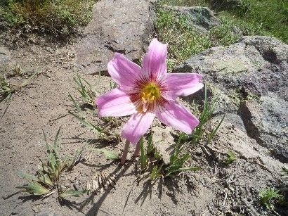 旅で見た花　③　おしまい