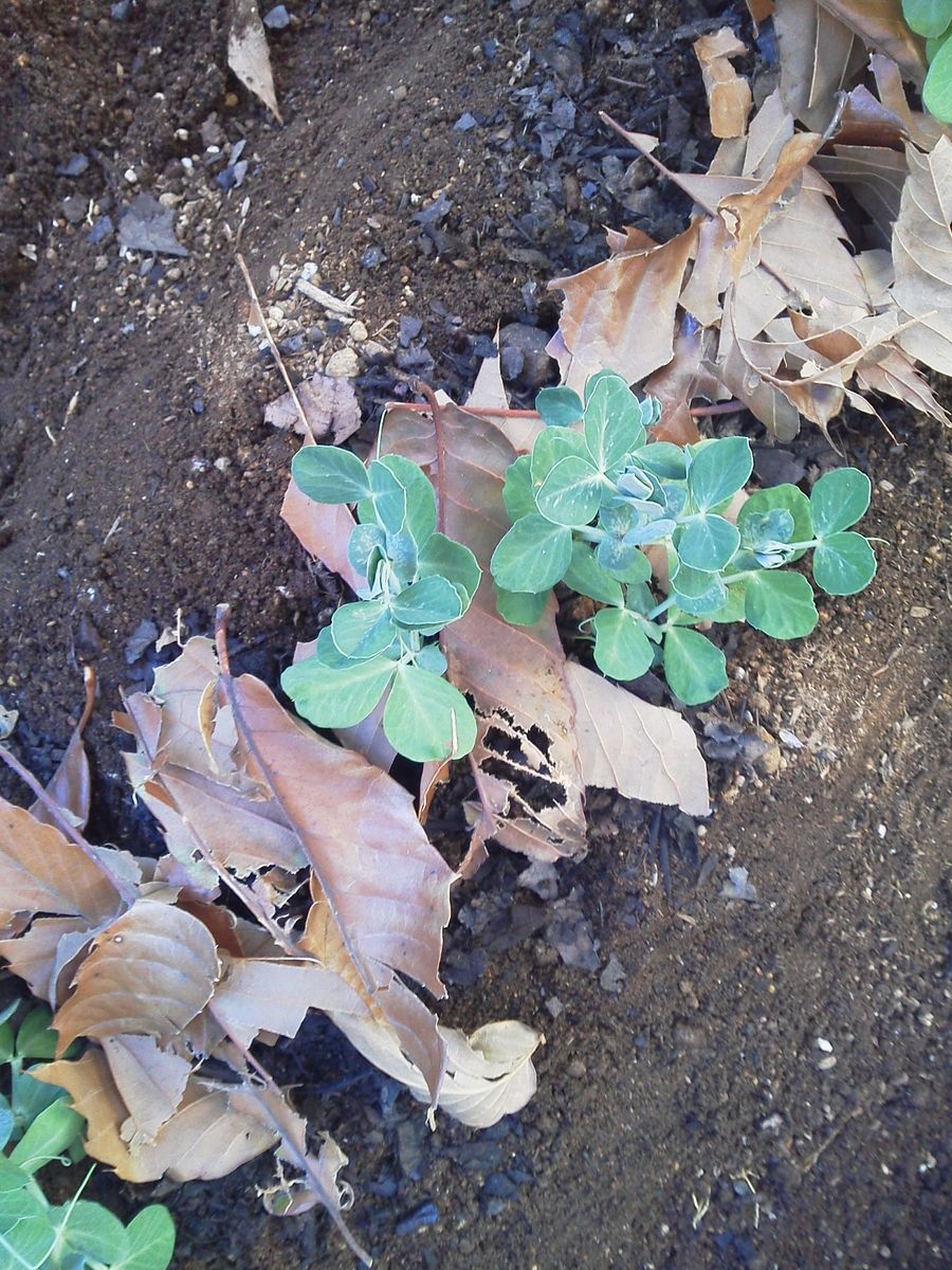 鞘豌豆の植え付け