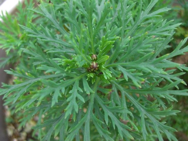 冬でも開花