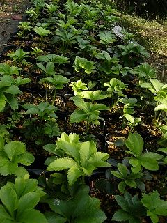 地植え開始