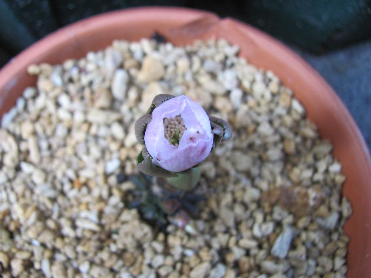 チベタヌスの開花はじまる