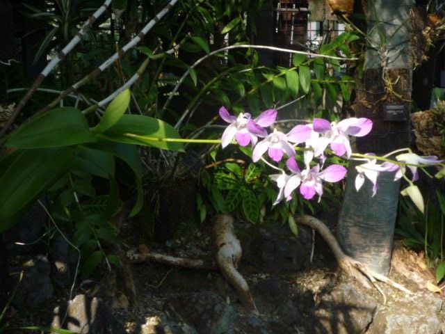 京都府立植物園観覧温室に咲く洋ラン