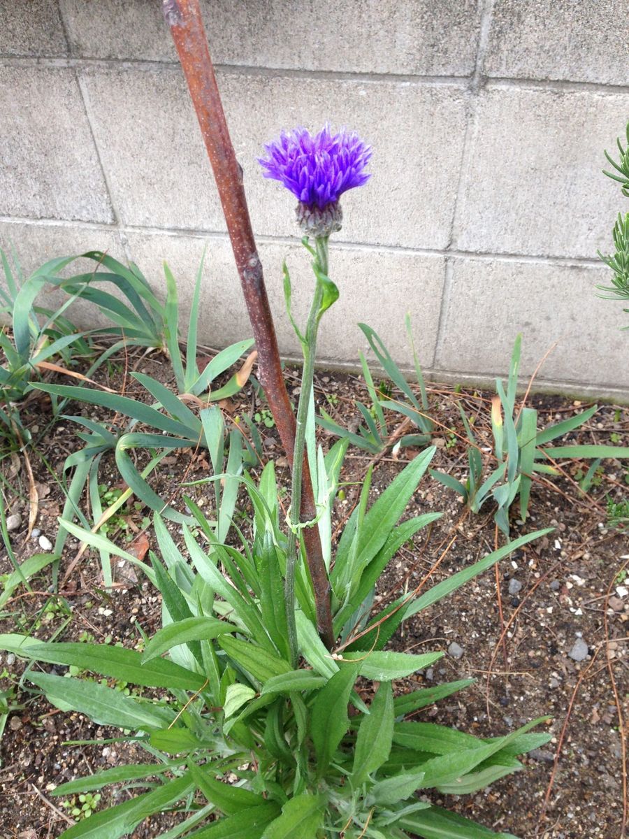 まんさくの花