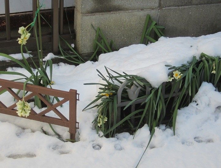 雪すかし　その後　②