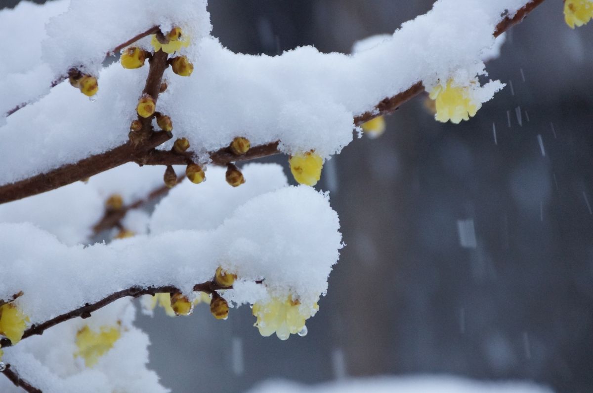 我が家の庭　（雪景色）