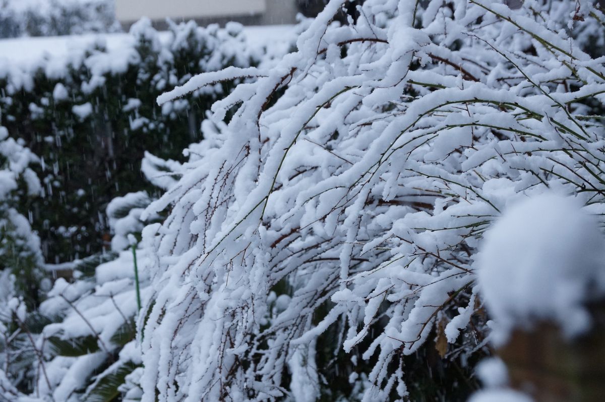 我が家の庭　（雪景色）