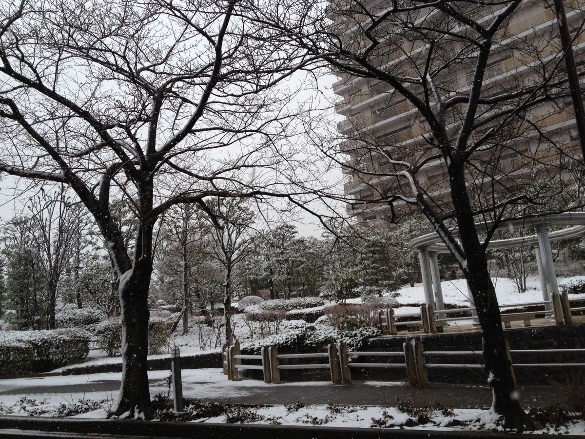 雪　と　ヒヤシンス