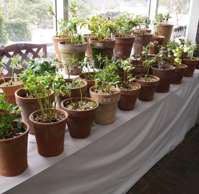 大船植物園クリスマスローズ展示会初日