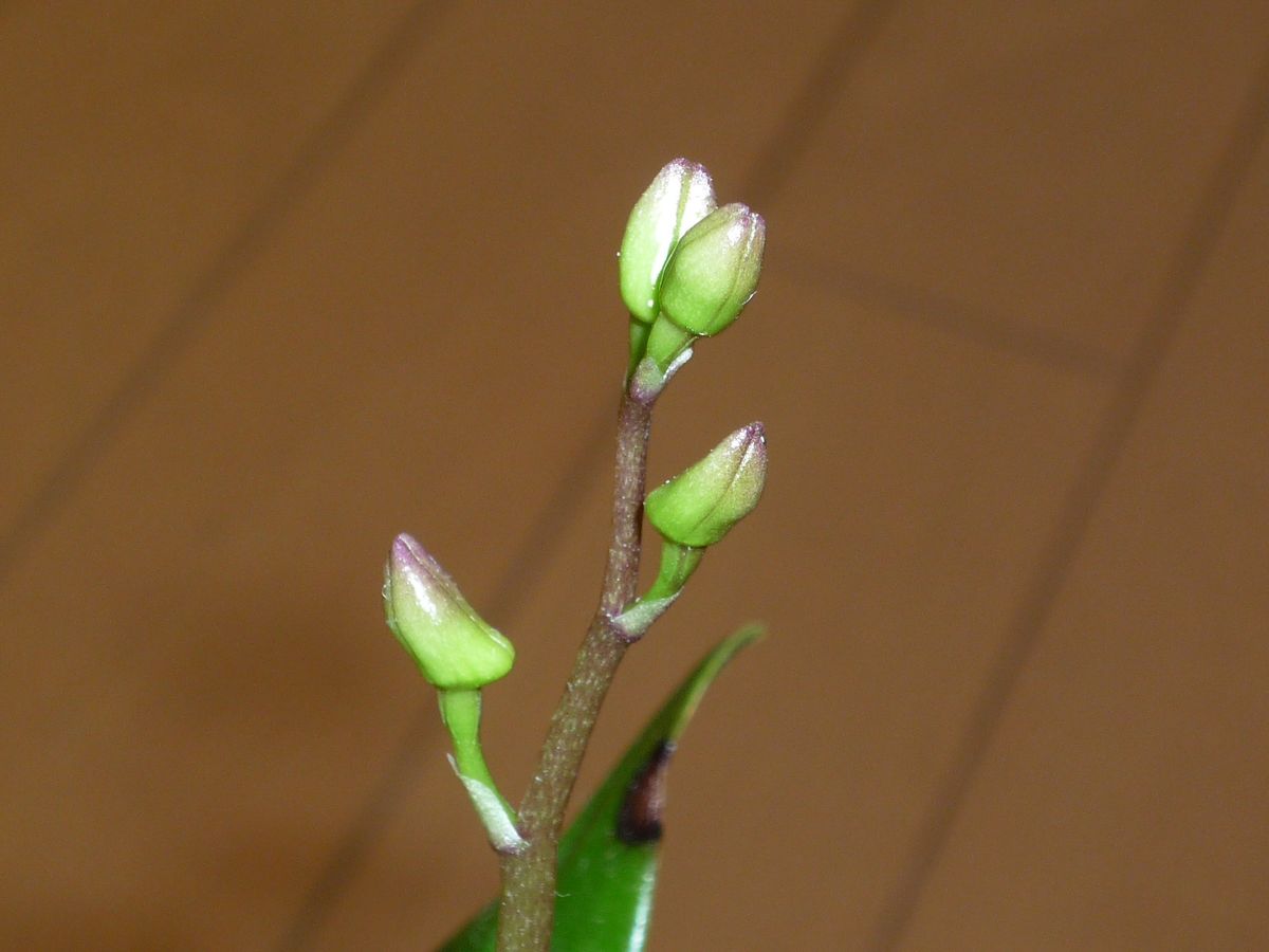 花芽続き、白胡蝶蘭とキンギアナム