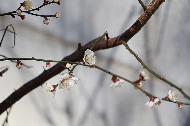 梅開花はじまる