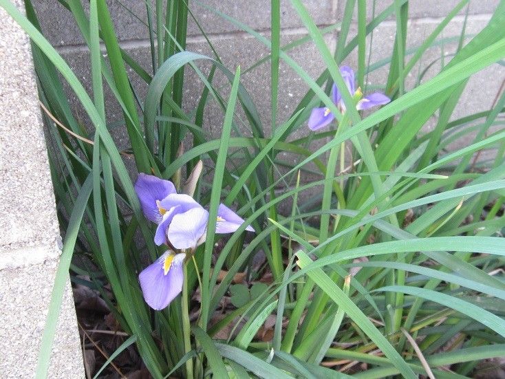 寒あやめとクリローの芽