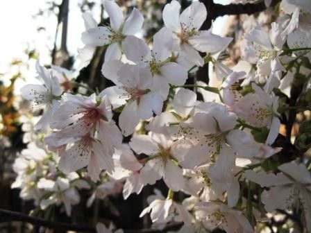 今年は２月に開花！