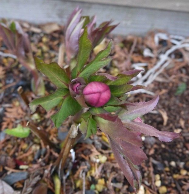 地植え組も良い感じ！！