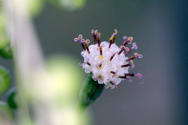 グリーン・ネックレスの花（４）