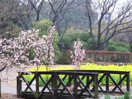 花咲かせの雨