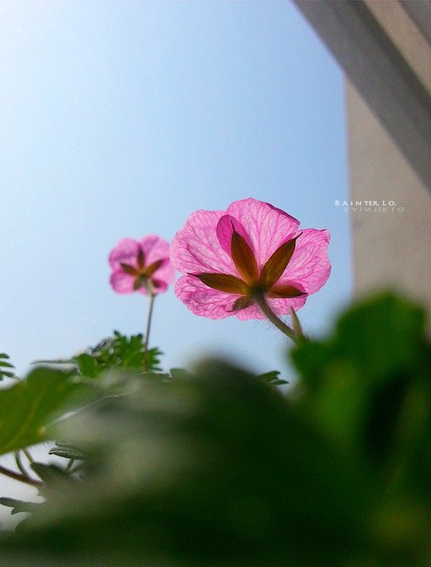 Geranium & Sparaxis