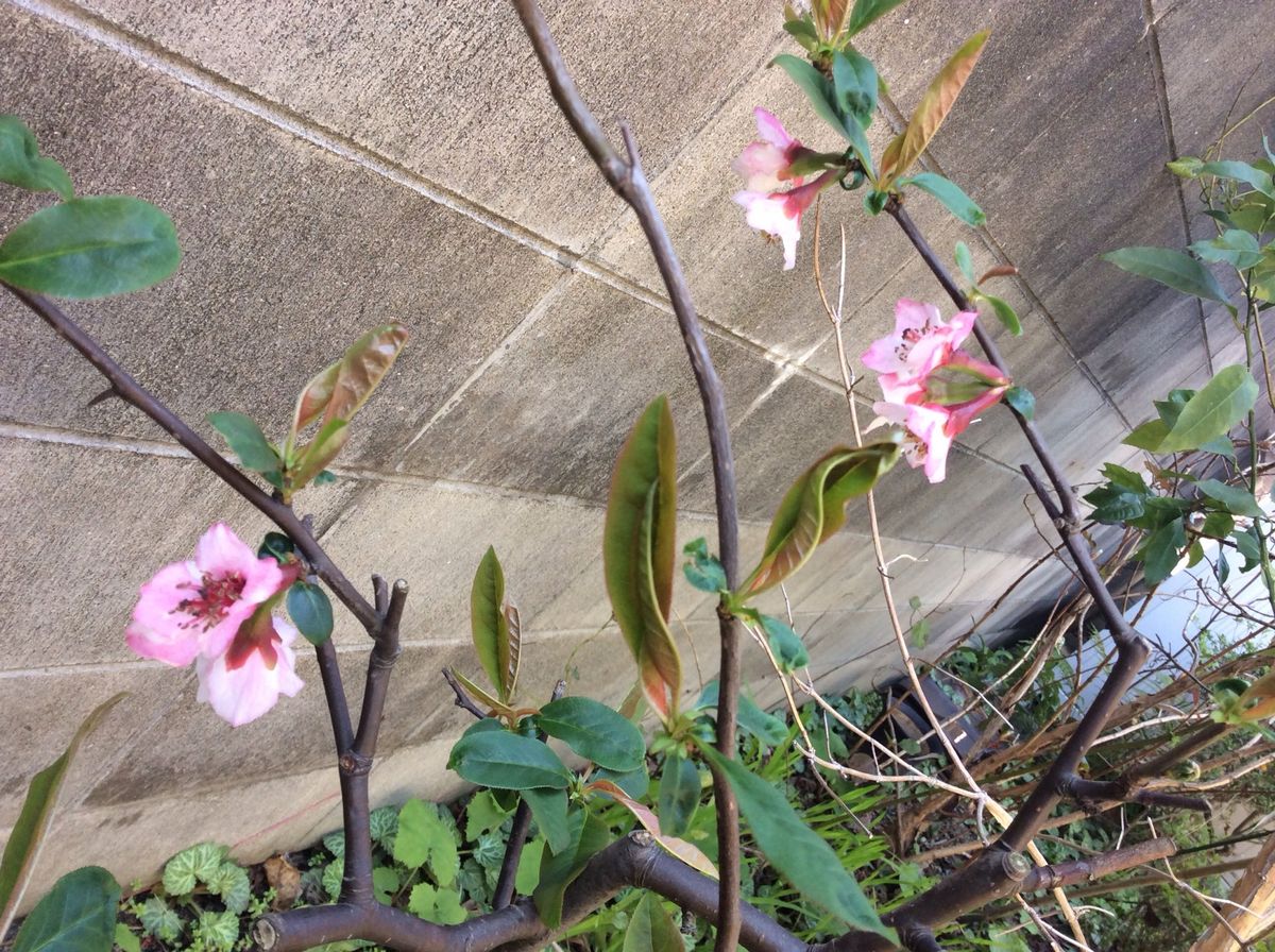 春は馬車に乗って②木の花