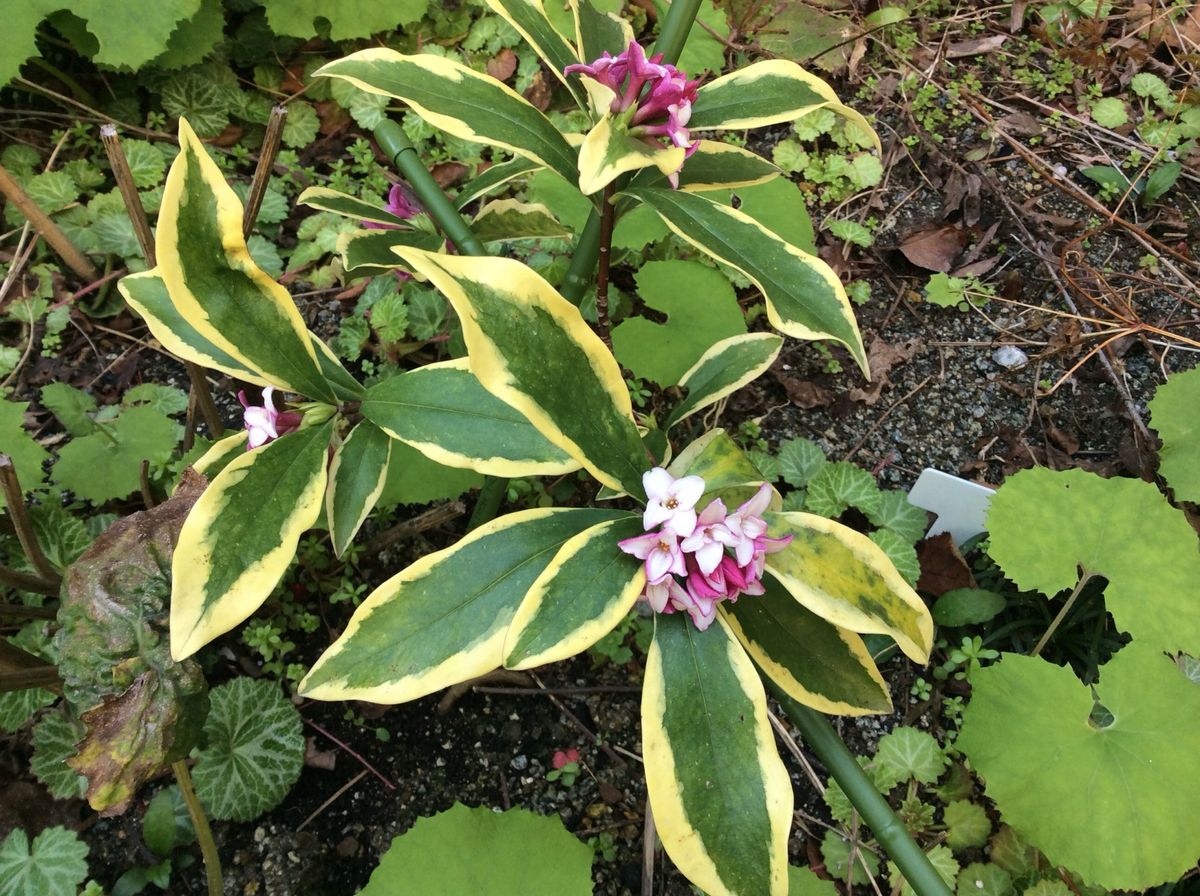 春は馬車に乗って②木の花