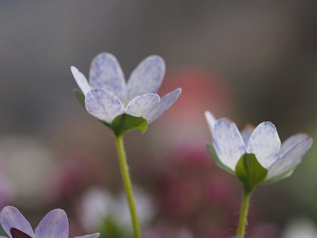 雪割草１２