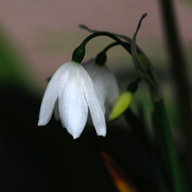 球根の花3つ