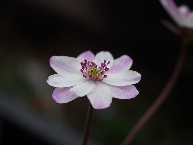 雪割草ラスト