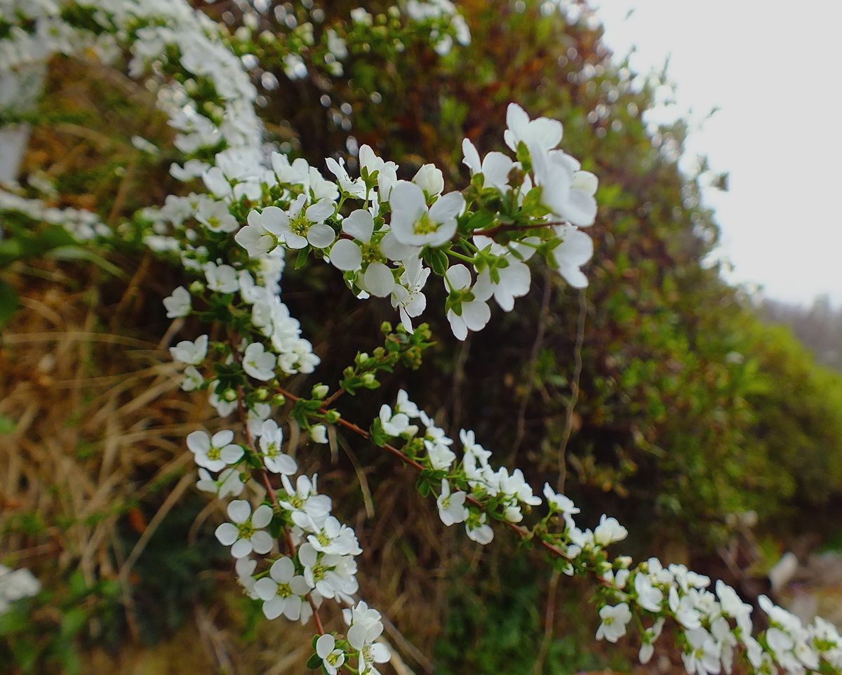 庭の花