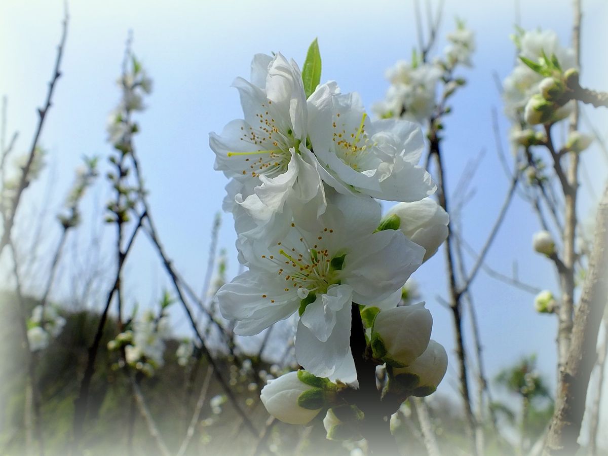 花桃が綺麗です