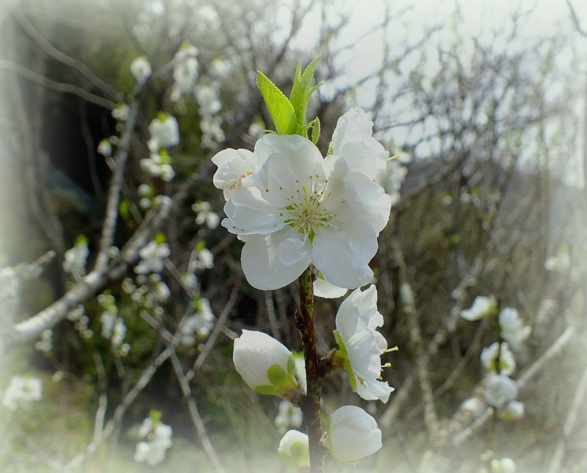 花桃が綺麗です