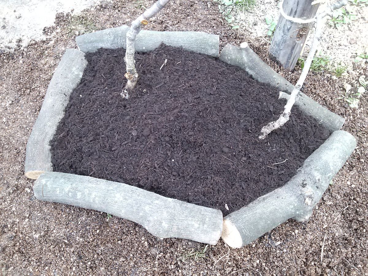 庭にキウイを植えました！