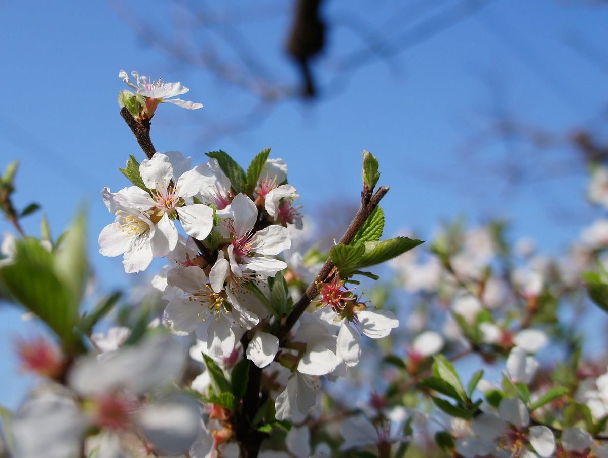 春の花桃　梅　桜一斉に～