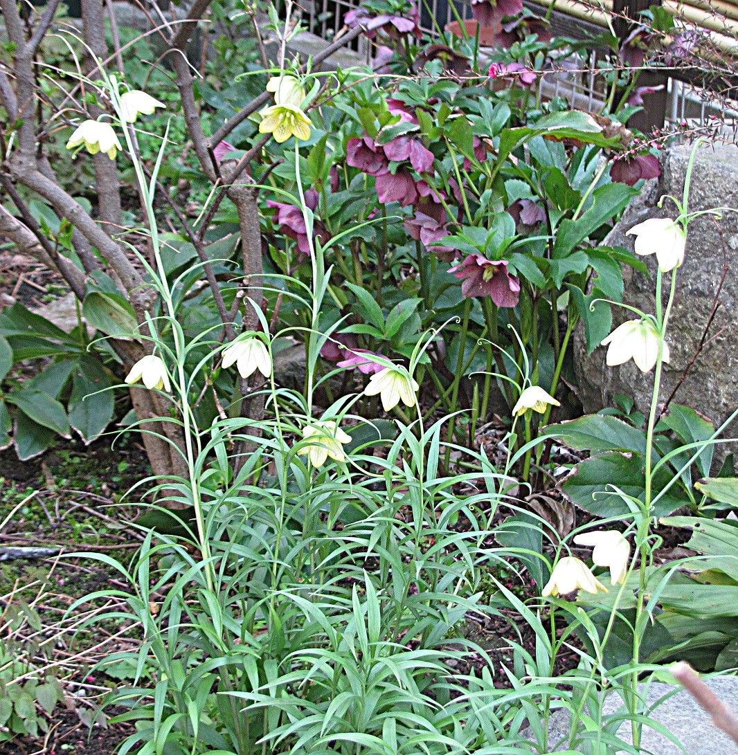 お馴染みの花・満開