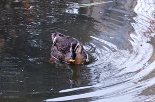 おかえりなさい