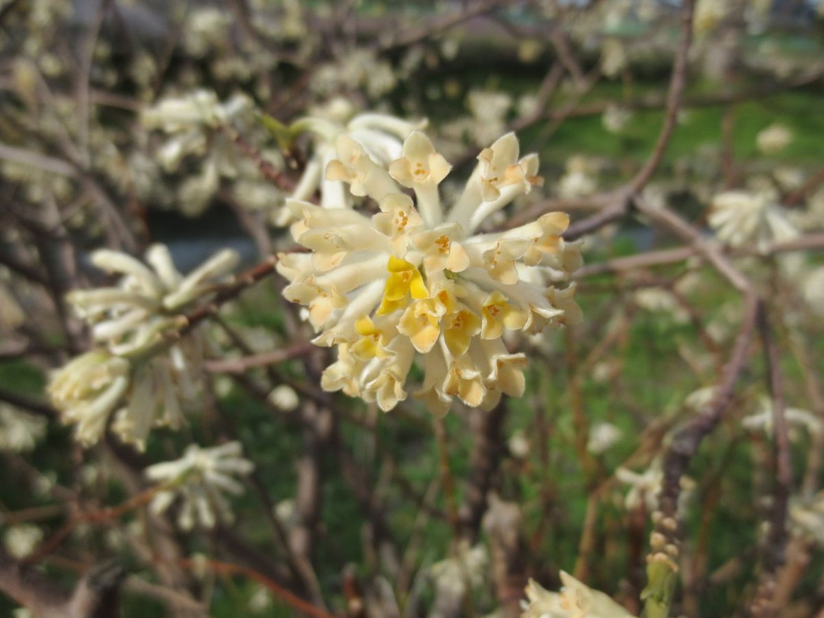 お花の名前教えてください