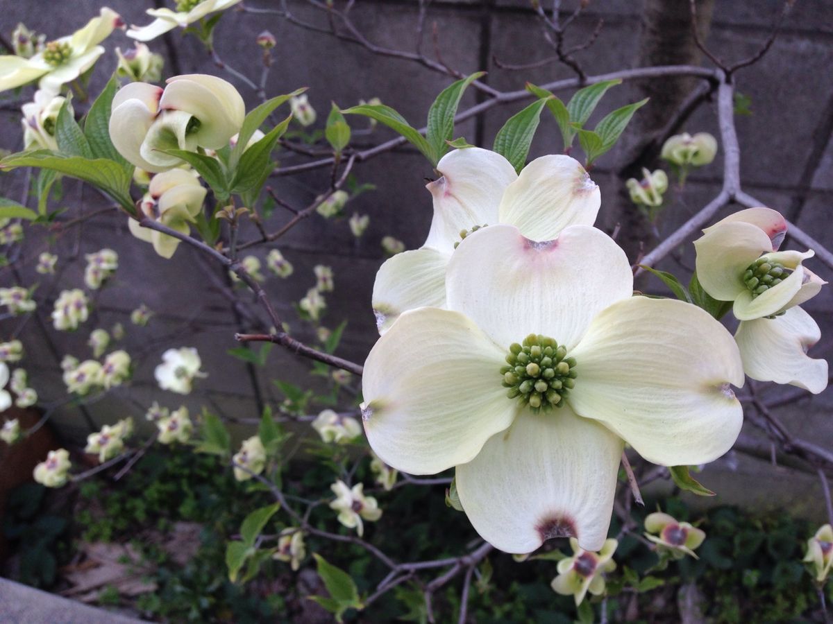 春の花がいっぱい！