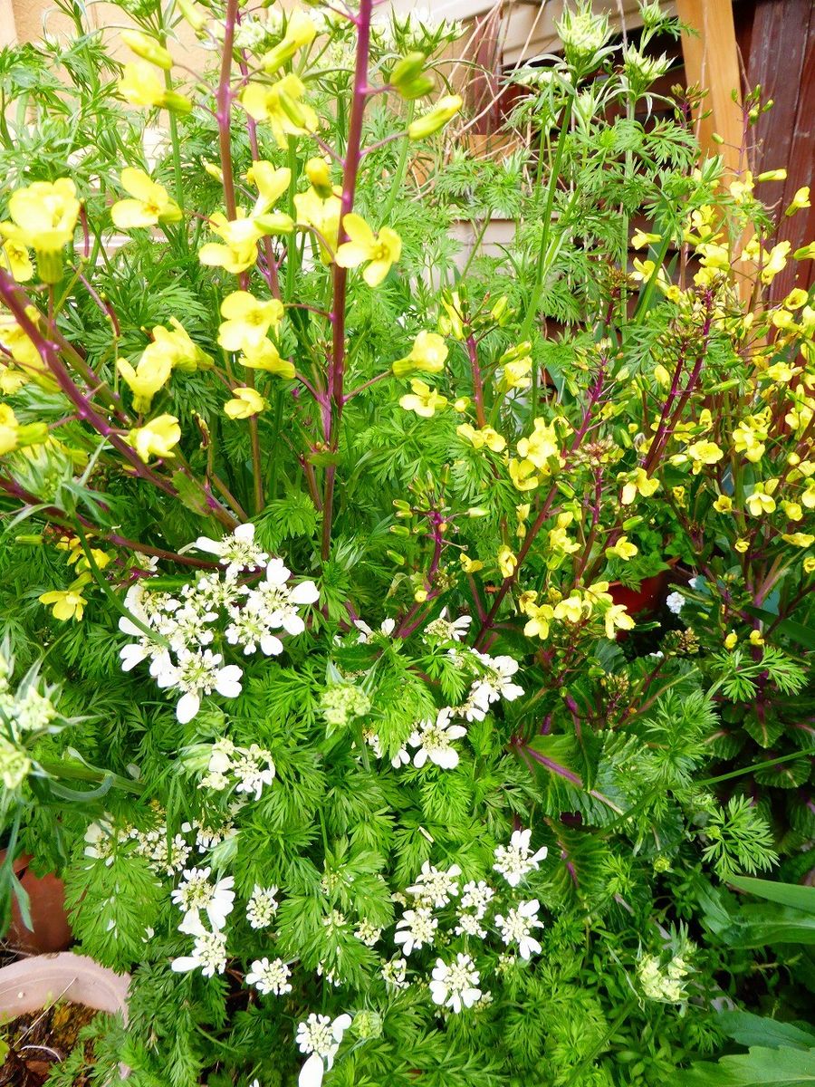 花水木が咲き始めました。